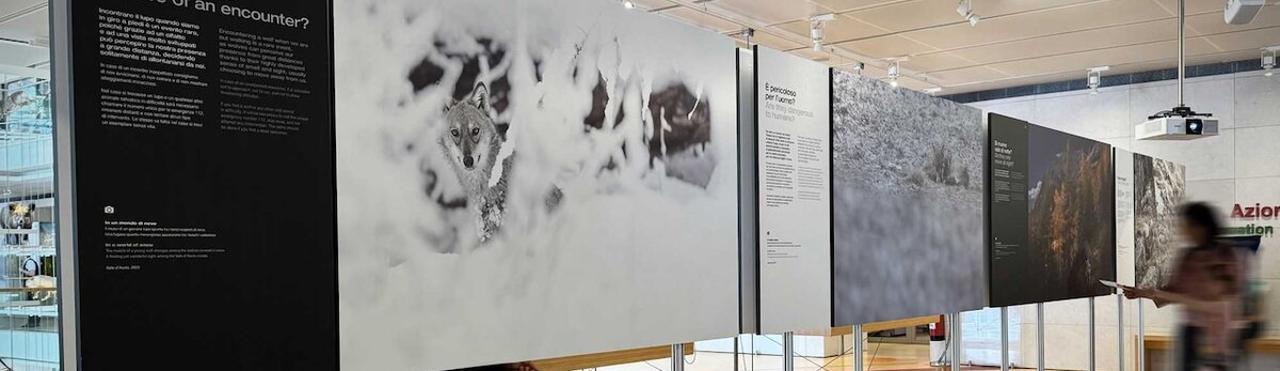 MOSTRA: IL LUPO E NOI